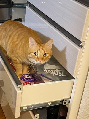 地震後、食器棚が開いてしまい…　猫の行動に「爆笑した」「たくましい」