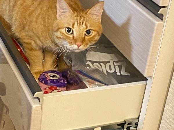 地震後、食器棚が開いてしまい…　猫の行動に「爆笑した」「たくましい」