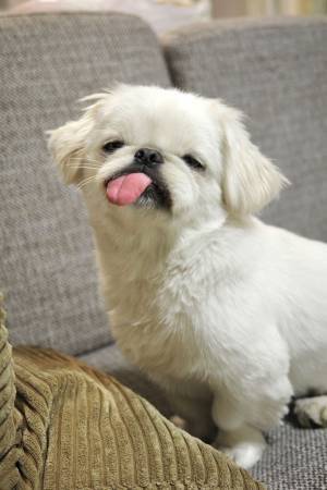 「顔が寝坊しててよかった」といわれた犬の顔に腹筋崩壊