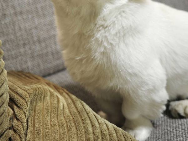 「顔が寝坊しててよかった」といわれた犬の顔に腹筋崩壊