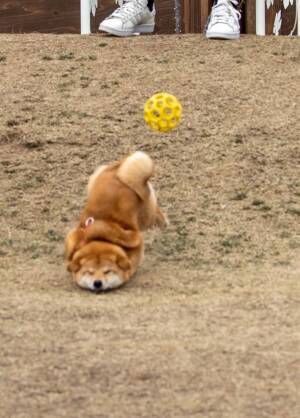 「かわいすぎ」「見た瞬間に吹いた」　ボール遊びをしていた柴犬が？