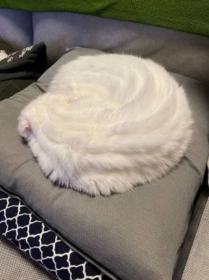 座布団の上に巨大なホイップクリームが！「顔を埋めたくなる」「かわいい」