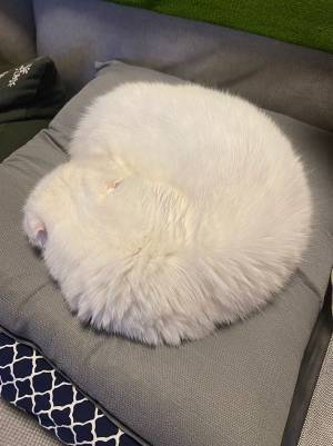 座布団の上に巨大なホイップクリームが！「顔を埋めたくなる」「かわいい」