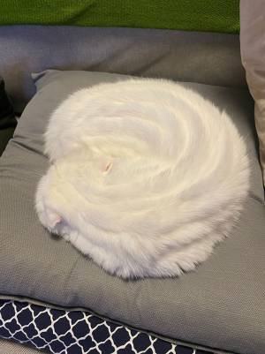 座布団の上に巨大なホイップクリームが！「顔を埋めたくなる」「かわいい」