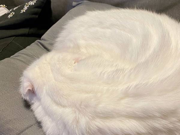 座布団の上に巨大なホイップクリームが！「顔を埋めたくなる」「かわいい」