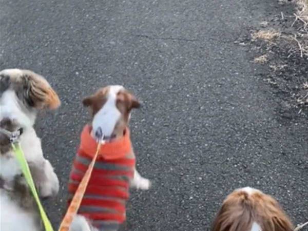 ２本脚で立ち、テンションが上がる犬　見つめた先に「大群すぎる」