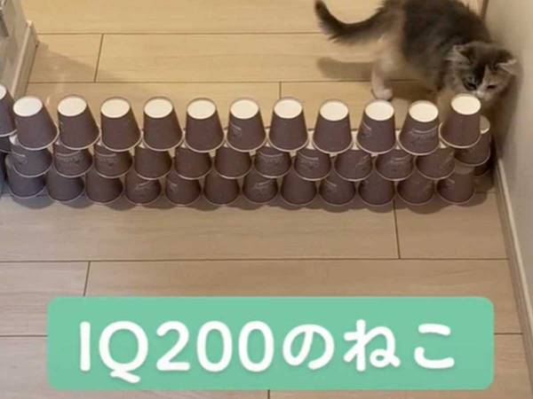 積み上げられた紙コップを目の前にして…　猫の攻略法が「想像を超えてた」