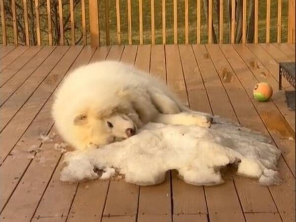 春の訪れがこんなに悲しいなんて 雪が大好きな犬の動画に 泣けてきた 22年3月23日 ウーマンエキサイト 1 3