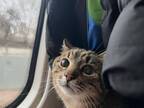 SNSで人気のウクライナの猫　投稿が止まった理由は　「かわいそうに」「心が痛む」