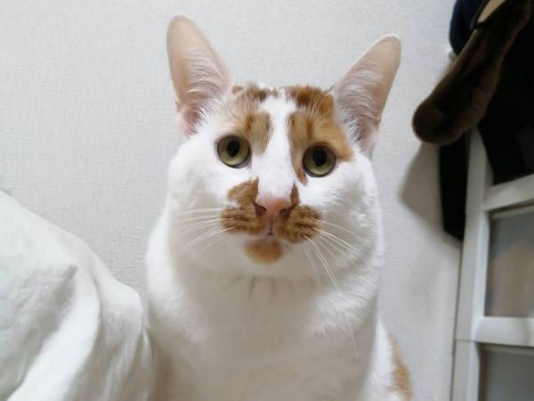 本当に同じ猫…？　愛猫を撮影した４枚に「表情がツボすぎ」