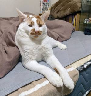 本当に同じ猫…？　愛猫を撮影した４枚に「表情がツボすぎ」