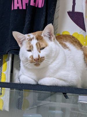 本当に同じ猫…？　愛猫を撮影した４枚に「表情がツボすぎ」