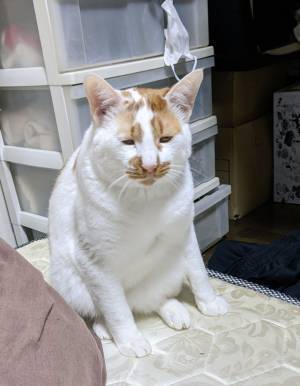 本当に同じ猫…？　愛猫を撮影した４枚に「表情がツボすぎ」