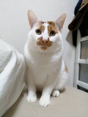 本当に同じ猫…？　愛猫を撮影した４枚に「表情がツボすぎ」