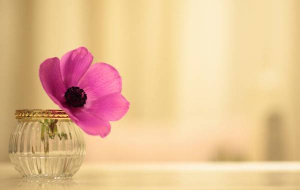 花を飾る　それは日常を彩り、心の世界を彩り、人生を彩る贈りもの