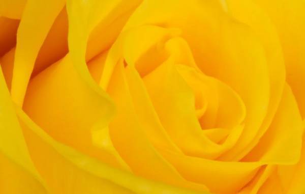 花を飾る　それは日常を彩り、心の世界を彩り、人生を彩る贈りもの