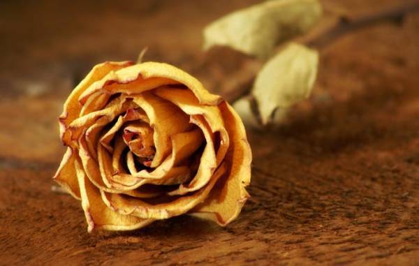 花を飾る　それは日常を彩り、心の世界を彩り、人生を彩る贈りもの