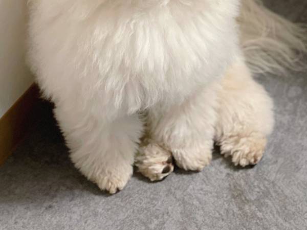 悲壮感がハンパないッ！　犬の表情に「分かりやすすぎ」「笑った」