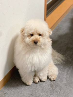 悲壮感がハンパないッ！　犬の表情に「分かりやすすぎ」「笑った」