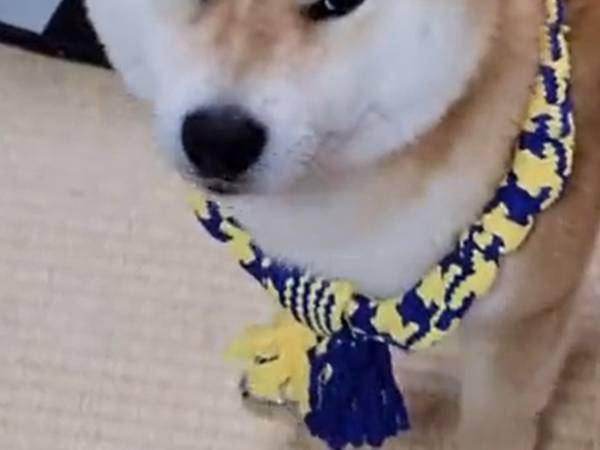 １０秒で、柴犬の怒りが伝わってくる…　表情に注目してご覧ください！