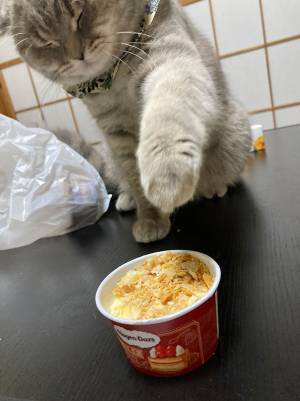 ばれないように『ハーゲンダッツ』を狙う猫　表情に「バレバレだぞー！」