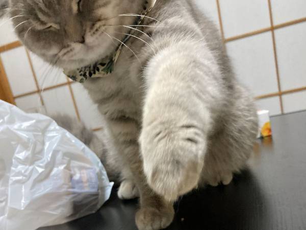 ばれないように『ハーゲンダッツ』を狙う猫　表情に「バレバレだぞー！」