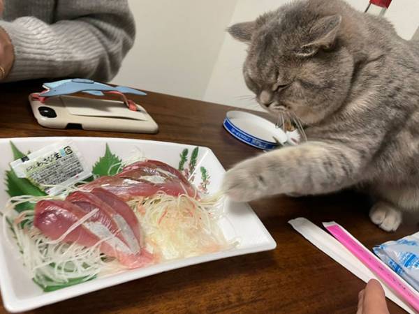 ばれないように『ハーゲンダッツ』を狙う猫　表情に「バレバレだぞー！」