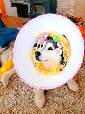 エリザベスカラーの中を見ると？　「完成度が高い」「表情もいい」