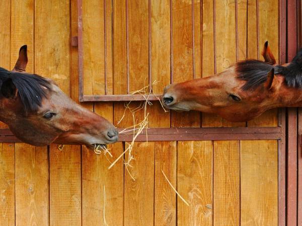 馬がこんな行動を見せるなんて！　干し草を食べていると？　「ラブラブだね」