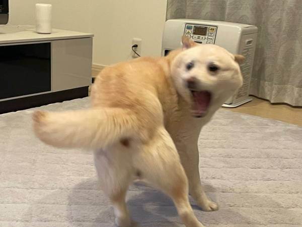 尻尾の存在に気付いてしまった柴犬　リアクションに「めっちゃ笑った」「反則」