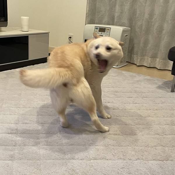 尻尾の存在に気付いてしまった柴犬　リアクションに「めっちゃ笑った」「反則」