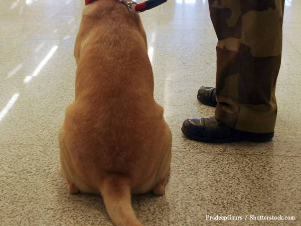 ウクライナで爆発物９０を解除する犬　その姿に「涙が…」「英雄だ！」