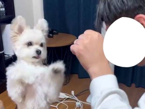 夫と闘う犬　妻が見ていることに気付くと？　「可愛いアピールを欠かさない」