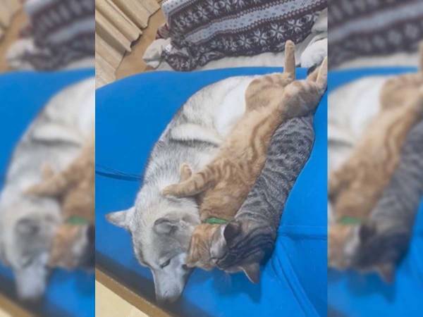 『川の字』になるハスキーと猫　撮影された１本に「朝から癒しをありがとう」の声