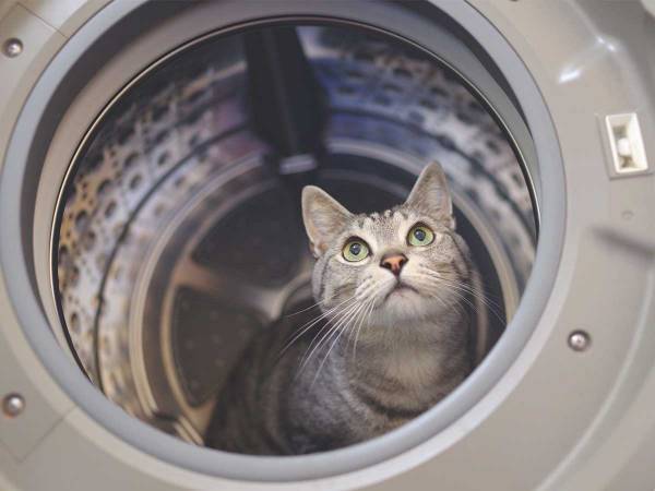 「洗濯機を回す前に、必ず確認してください」　獣医師の『注意喚起』にゾッとする
