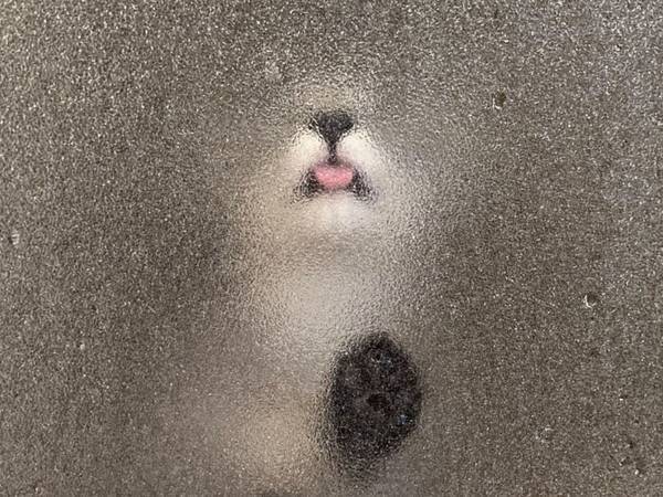 飼い主がお風呂に入っていると？　外で待つ子猫の写真に、１１万『いいね』