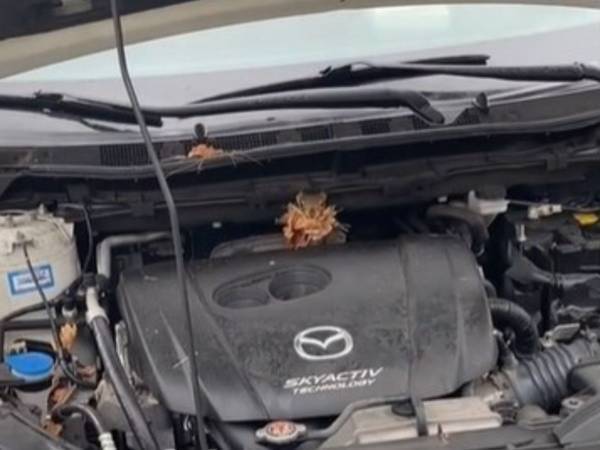 車に乗ったら、見慣れない警告灯が点灯　ボンネットを開けると…？