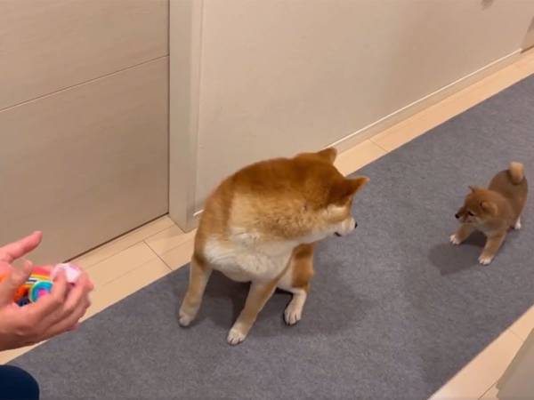遊びに集中できない柴犬　後ろを気にしていて？