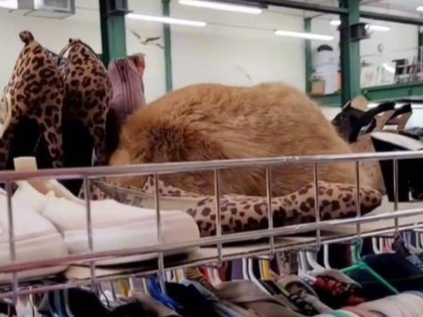 店で素敵な毛皮の帽子に一目ぼれした女性　手に取ろうとしてびっくり…！