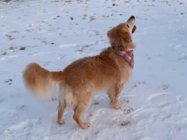 散歩中に空を見上げて走り出した犬　理由に大笑い！　「だから犬は最高」