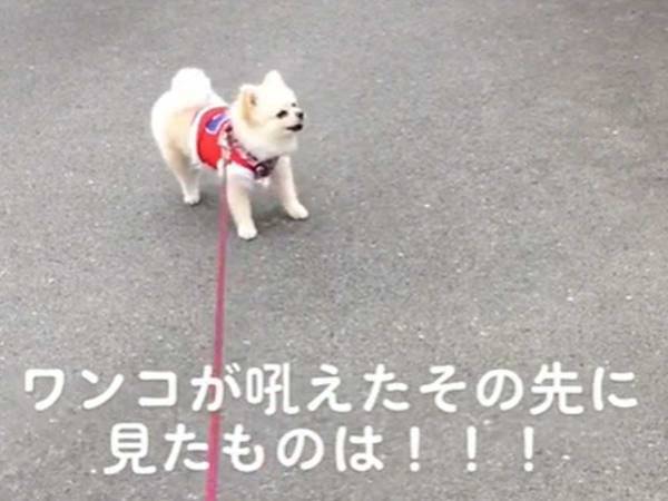 散歩中に突然吠え始めた犬　その相手が「迫力ある」「大きく見える」
