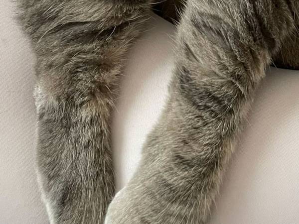 「飼い主はビックリして二度見しました」　猫の寝相が心臓に悪い！