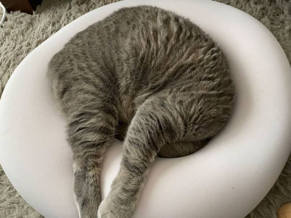 「飼い主はビックリして二度見しました」　猫の寝相が心臓に悪い！