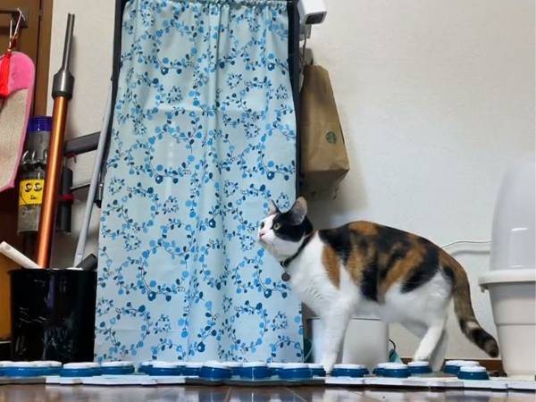 「かわいいしすごい」　仕事中の飼い主vs遊びたい猫　その攻防戦に注目！