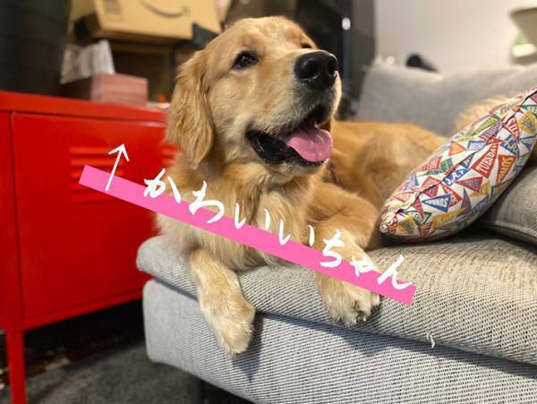 ペットの名前が、どんどん変化して…？　「分かる～！」「あるあるですね！」