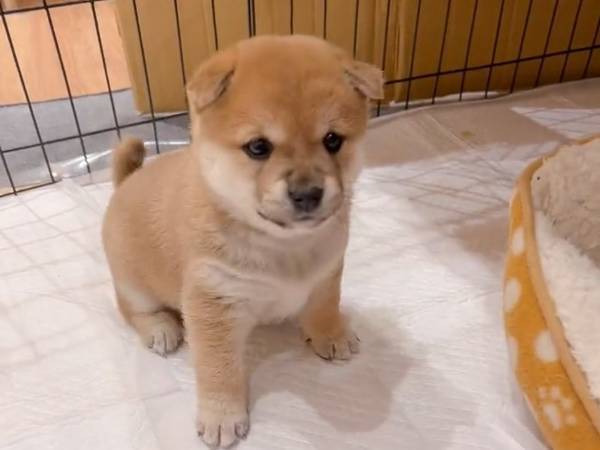 生後１か月の柴犬が、一丁前に？　行動に「罪深い」「奇跡のかわいさ」
