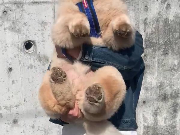 飼い主に抱っこされて満足げな犬　その姿はどう見ても…？