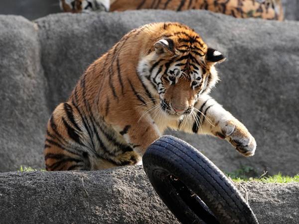 見事なオチに笑う　動物園での写真が、４コマ漫画のようで…？