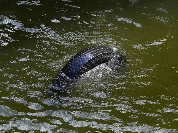 見事なオチに笑う　動物園での写真が、４コマ漫画のようで…？