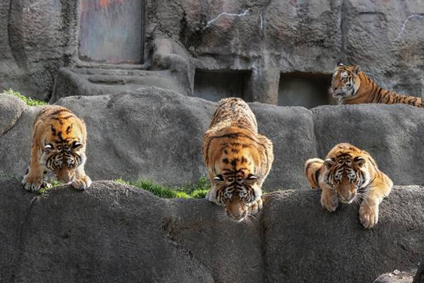 見事なオチに笑う　動物園での写真が、４コマ漫画のようで…？